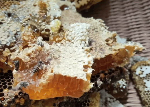 土蜂蜜有害吗(土蜂蜜安全吗) 土蜂蜜有害吗(土蜂蜜安全吗)