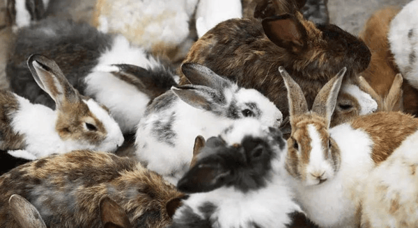 再加上人们对于野兔的情感色彩比较浓厚,认为野兔是一种非常可爱的