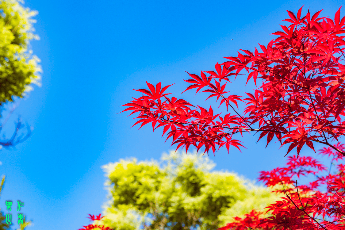 枫叶蓝天风景图片图片