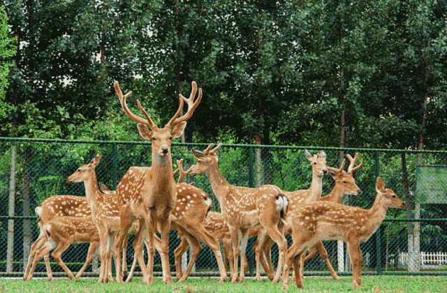菏泽动物园5月18日盛大开园!