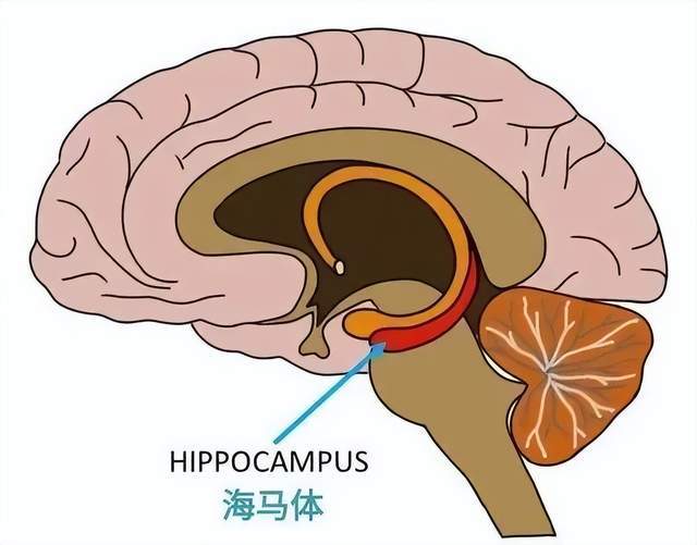 海马体的位置靠近大脑的中心,主要负责储存记忆及制造一种叫皮质醇的
