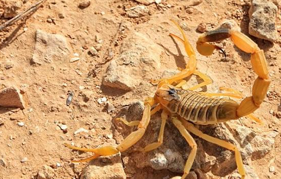 地表最危险的毒蝎,它的液体却被炒到天价,网友:真"毒液"