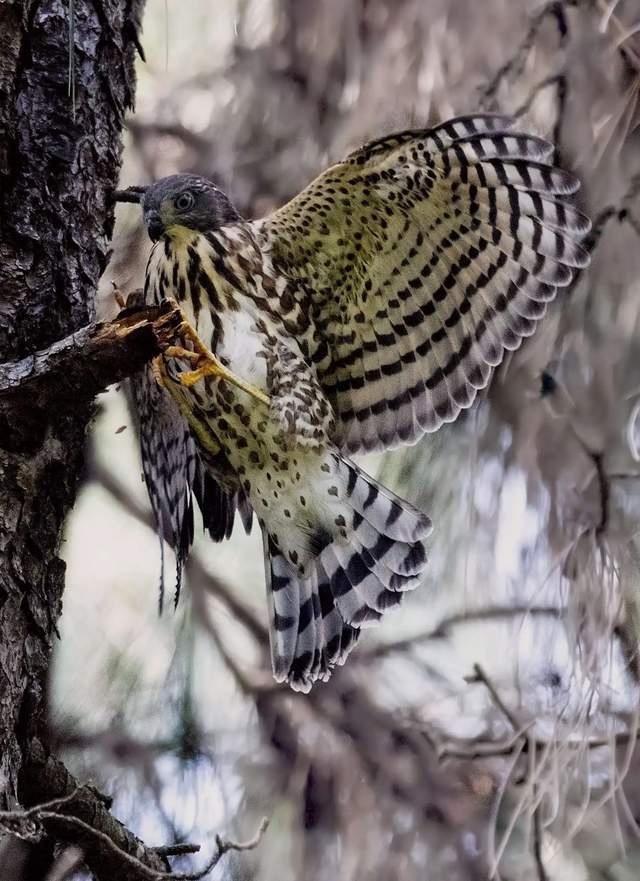 小身躯,大智慧!小型猛禽哪家强,松雀鹰是当家将