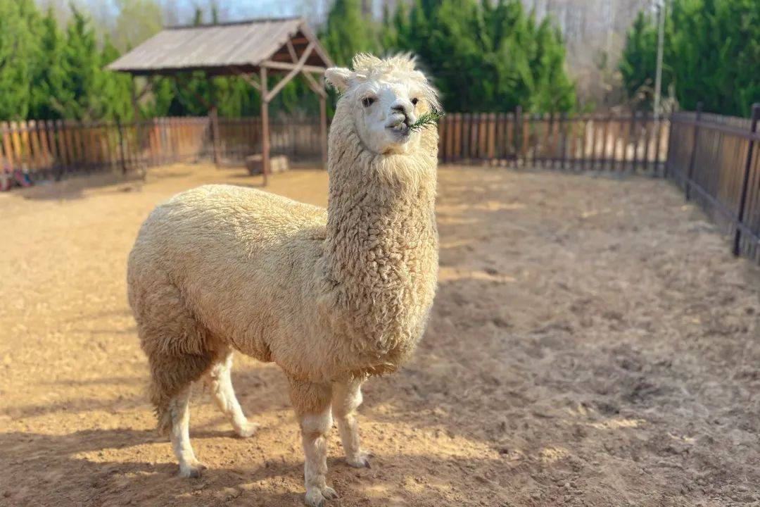 日照森林公园邀您共度温情时光