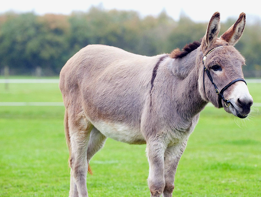 一种动物,古人尊它为神兽,为人类立下大功,为何现在地位最低?