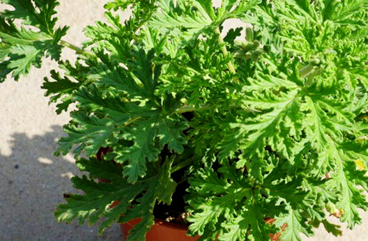 赶走蚊子,最常见的就是点蚊香,但是,蚊香对我们的身体还是有点危害的