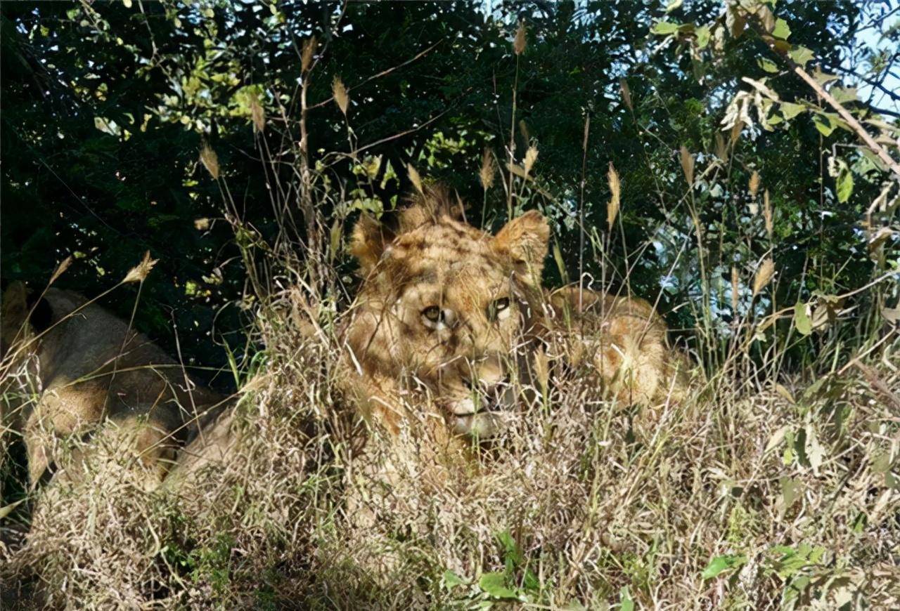 乱成一团,一群狮子冲了过来,向鬣狗们撕咬过去,鬣狗夹着尾巴一哄而散