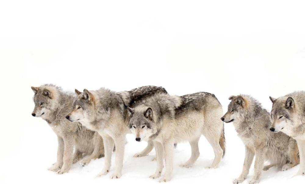 武装押运遭遇狼群围困,近战逼迫全班战士和狼群拼刺刀|轶事