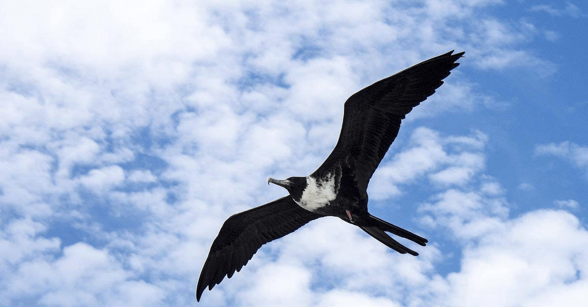 世界上飞的最快的鸟,时速高达352公里,比中国的高铁还快!