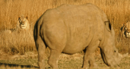 狮子趴在草丛睡觉,来了两头犀牛:起来别装死啊