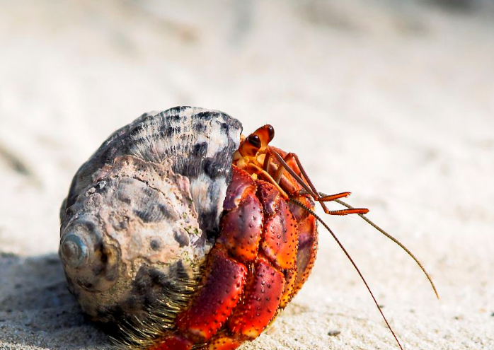 寄居蟹的9大护理误区_螃蟹_水族箱_外壳
