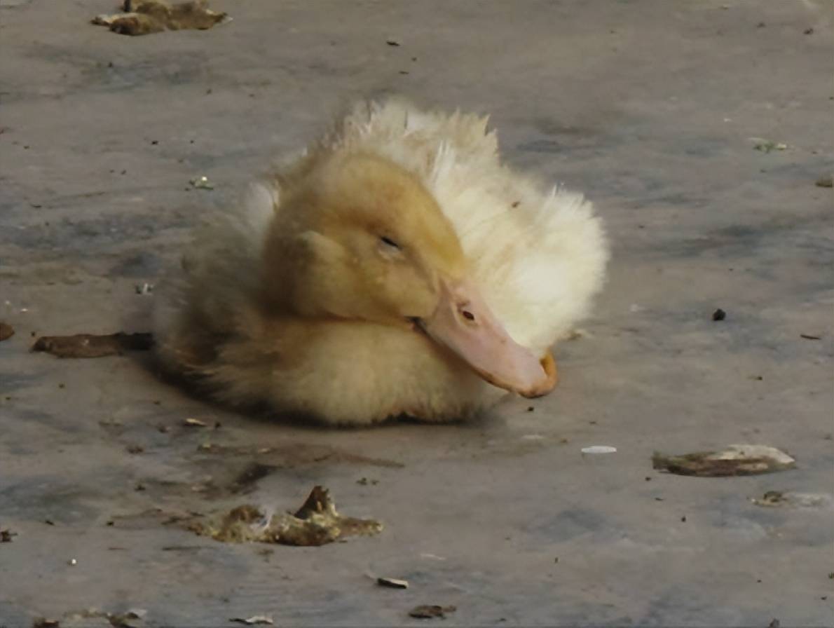 小鸭子反复拉稀怎么办?详细讲解在这