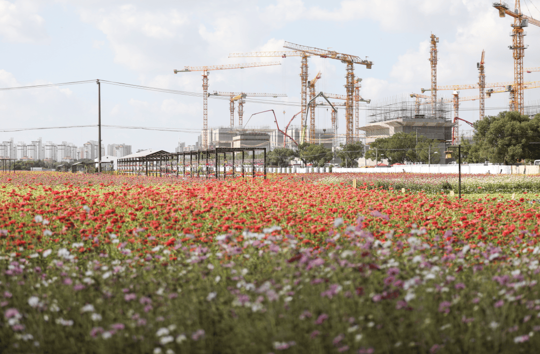 尚湾林语(上海尚湾林语)尚湾林语首页网站丨尚湾林语-楼盘详情|户型