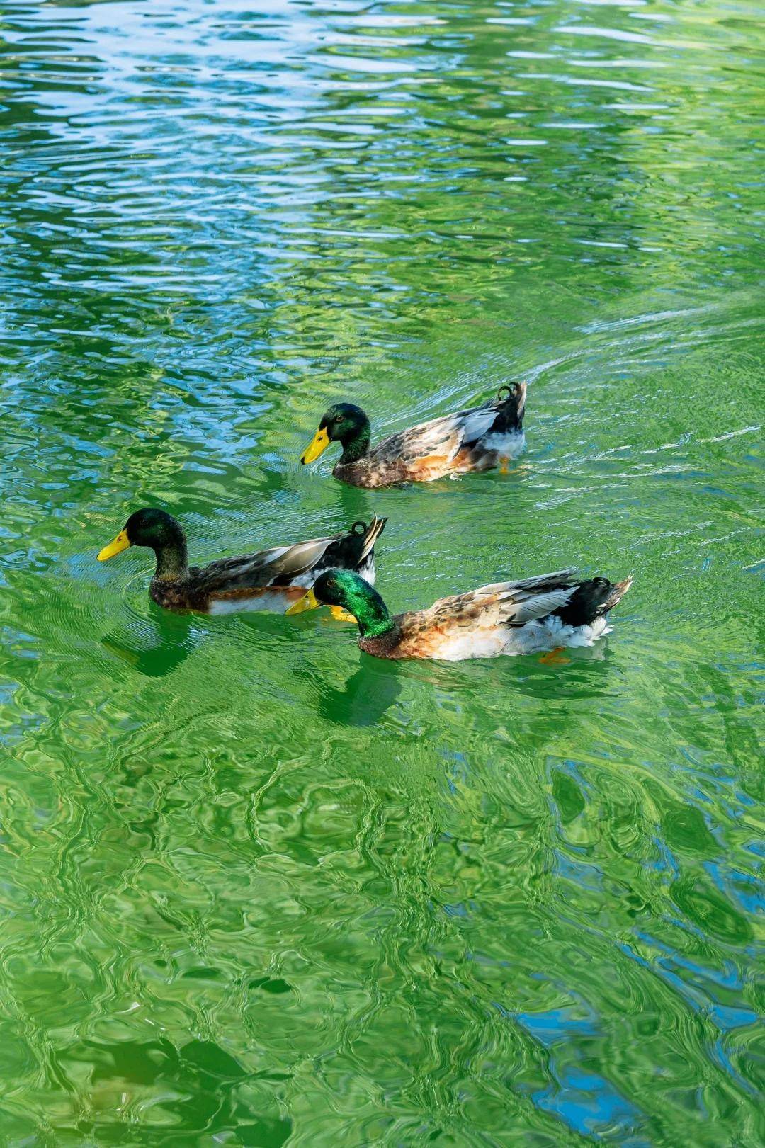 35句很小众却很惊艳的诗词,读罢有不可名状的快乐,实在难以自持