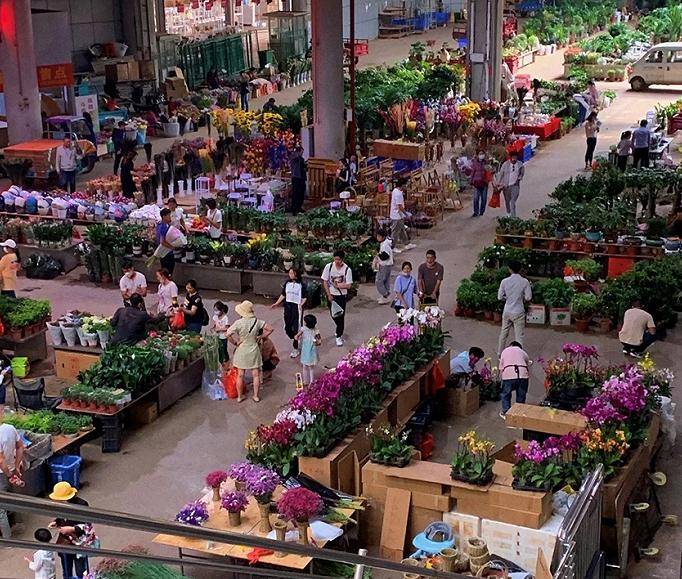 斗南鲜花卖爆了单日供货超930万枝,如何挑选喜欢的花呢