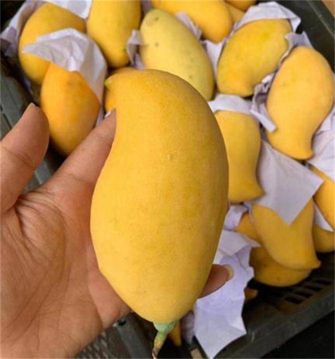 鹰嘴芒果号称最难吃的水果,到底什么味?