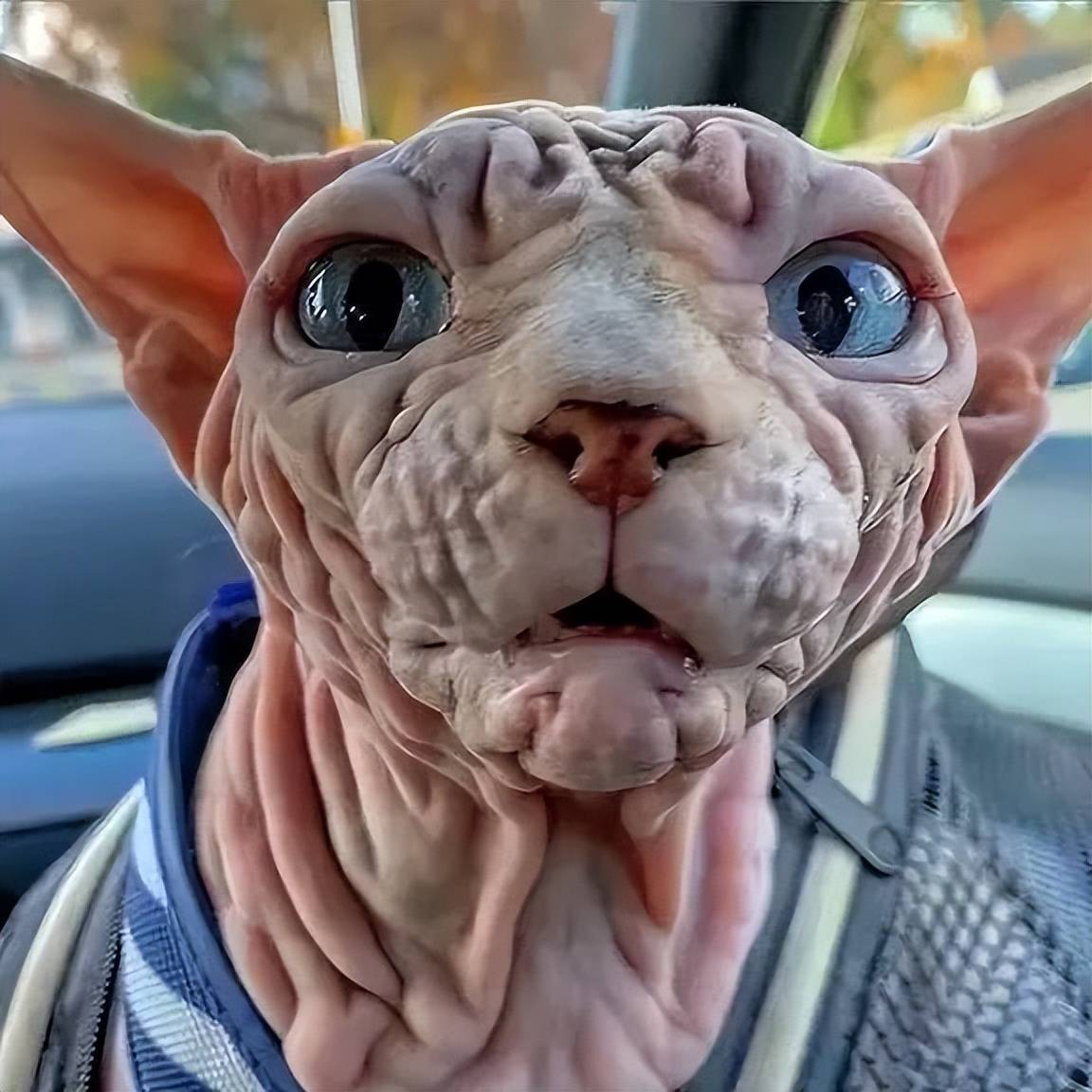 丑猫大集合!铲屎官快来围观!_人类_眼神_表情