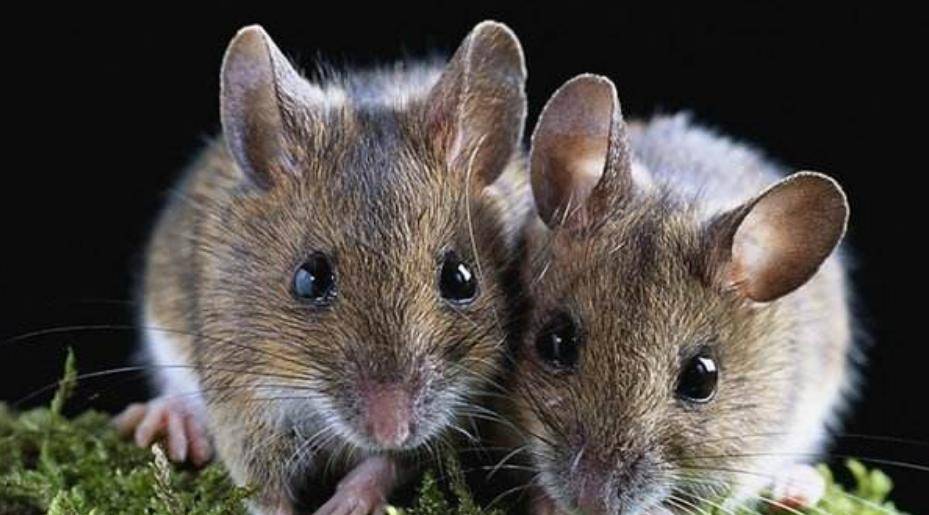 1947年,宋美龄在家睡觉,丢失珍贵钻戒,老刑警:被老鼠叼走了