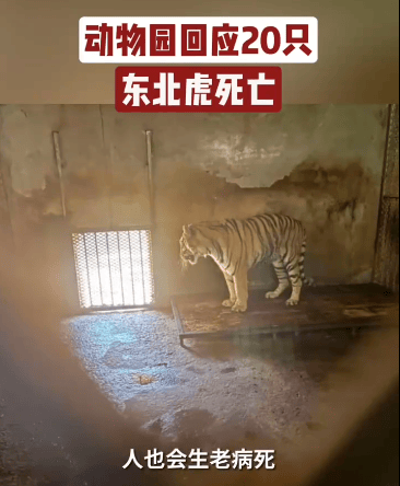 安徽一地野生动物园20只东北虎死亡