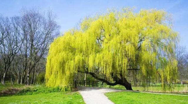 现在还适用吗?_柳树和_俗语_杨树