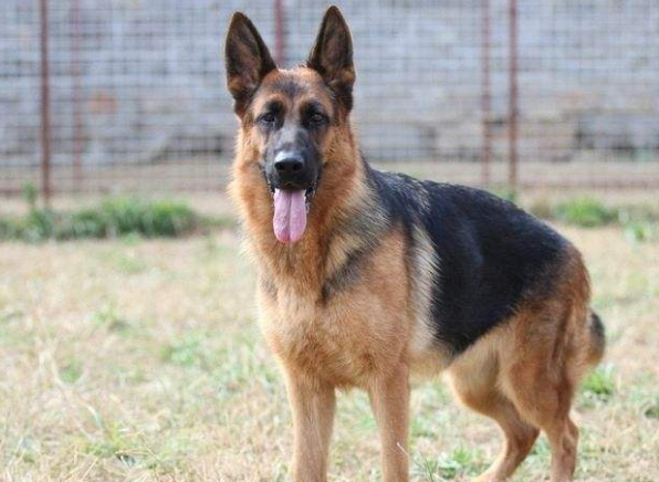 中国本土的四种猛犬,完爆外国猛犬,可惜没几个听说