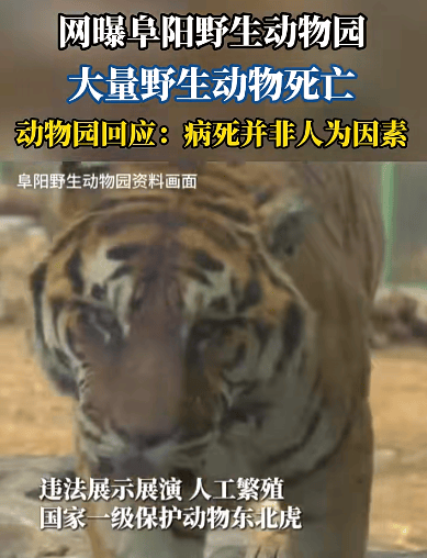 安徽一地野生动物园20只东北虎死亡,园区回应:自然死亡非人为因素