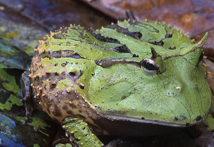 角蛙,是一种受欢迎的宠物两栖动物