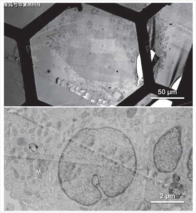台式场发射扫描-透射(sem—stem)电子显微镜应用案例分享