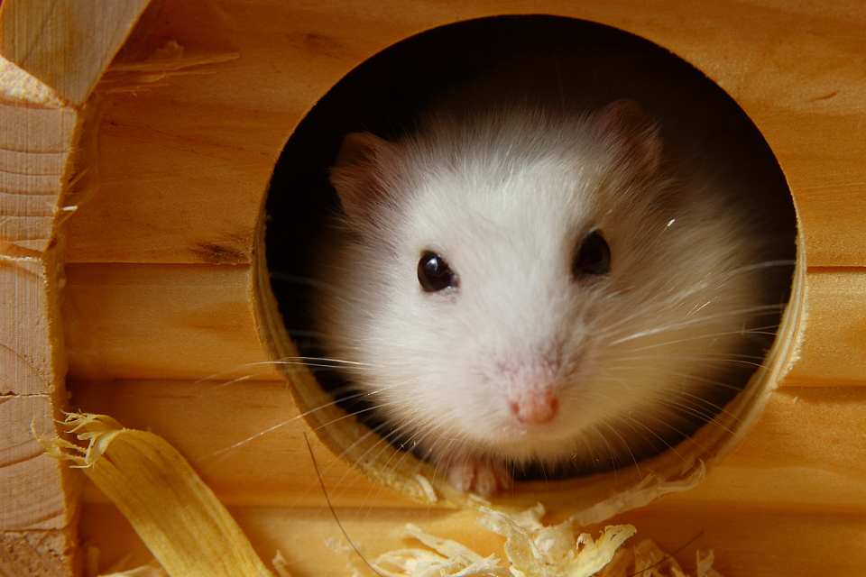刚到家的仓鼠会咬人,脾气很暴躁,怎么才能让仓鼠乖乖躺手呢?