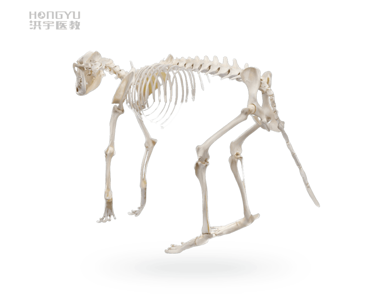 动物骨骼标本是动物骨架经处理和保留后形成的标本,用于解剖学教学