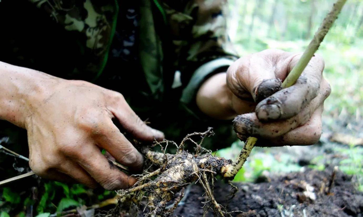 「关东往事」3:闯关东人生活:开荒,垦边,采人参