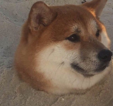 我说这张图片里面真的有狗,可是他们不信