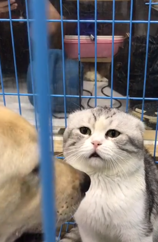 狗子和无毛猫吵架,美短被夹在中间,美短:不关我事不关我事!