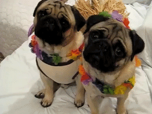 左歪歪,右歪歪,耳朵左甩右甩,究竟狗狗为什么有这样的动作?