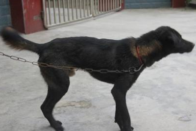 凉山最老品种的撵山狗图片