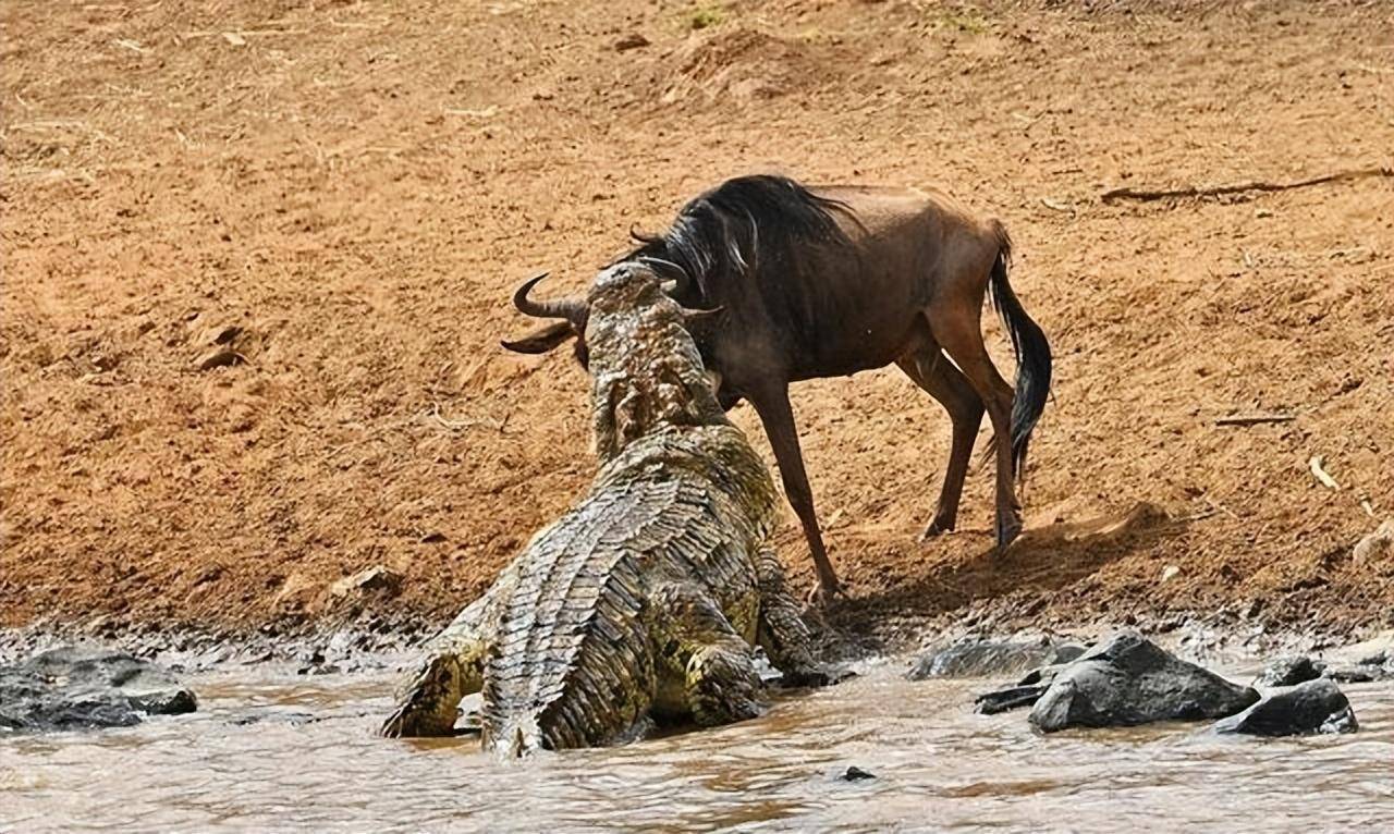 角马水中击败鳄鱼,水中鳄鱼败给角马,这背后隐藏着什么奇妙之处