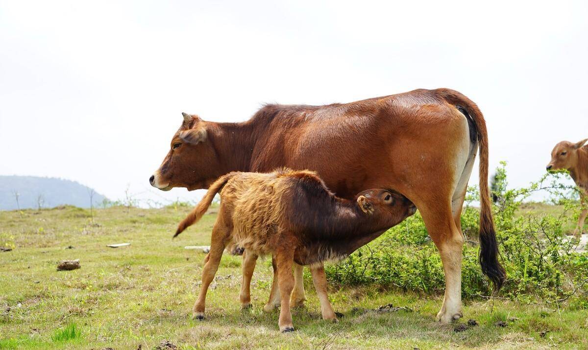 古代故事三则:龟报恩,袁县令智断争牛案,争鹅案