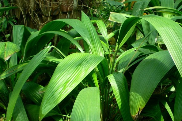 但是铁棒锤是一种有着剧毒的野草