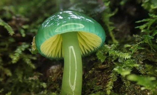 中国古代抽水马桶,伦敦女士的自卫手套,23张图看世界