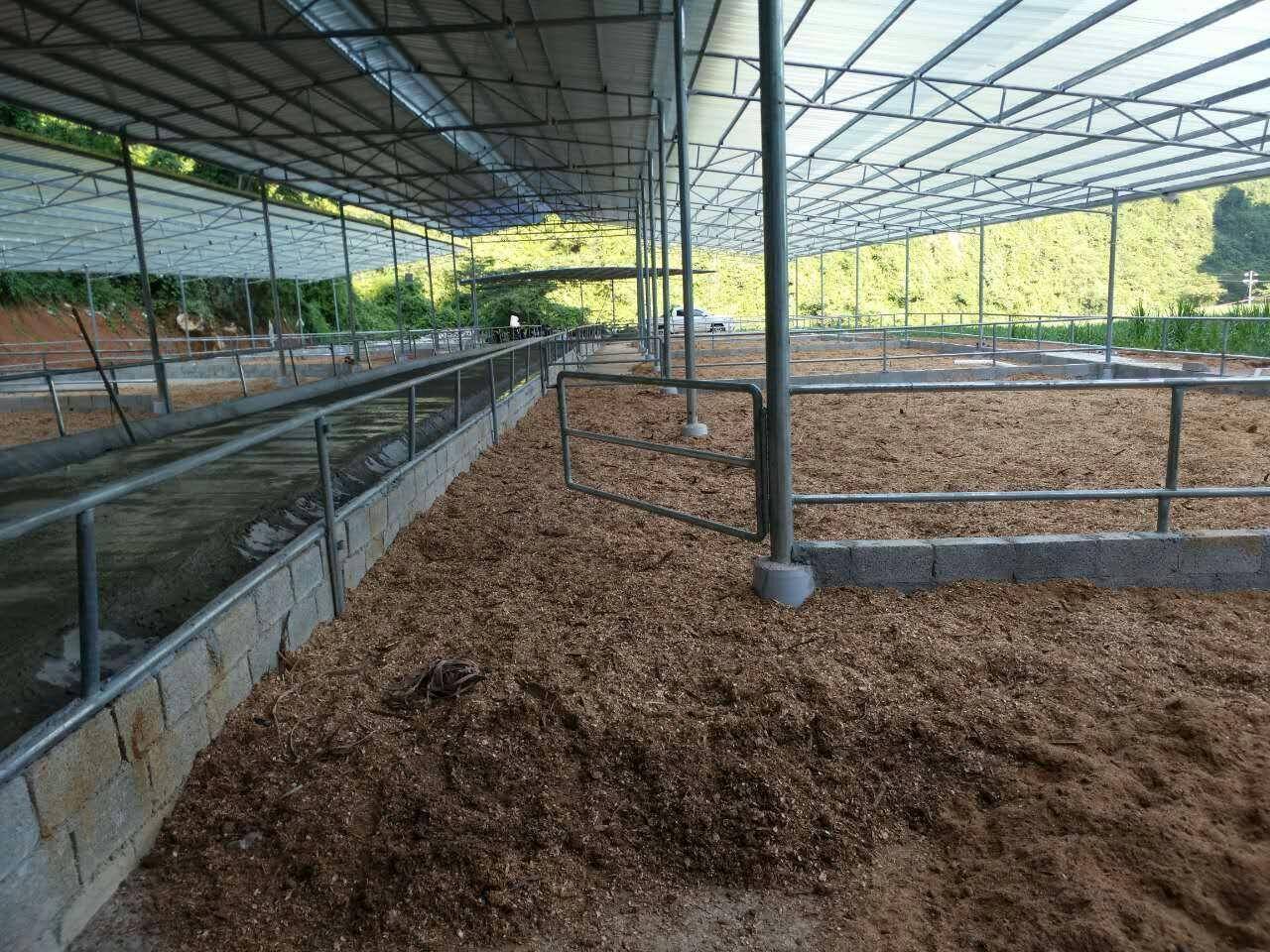 发酵床在养牛业中的革新应用:提升养殖效益与动物福利