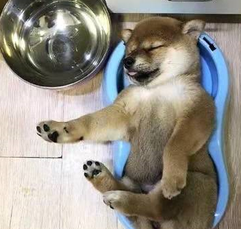 懒狗柴犬宝宝,吃完饭就在饭盆呼呼大睡,粉嫩嫩的小舌头可爱到爆