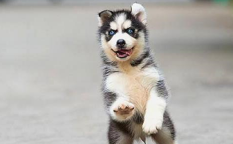 购买的,该网友是一个饲养宠物的新手,从很多视频中看到二哈非常的可爱