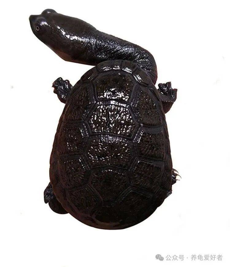 家人们谁懂啊,本是同根,为何如此迥异?