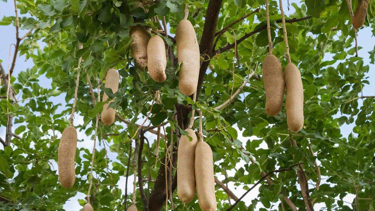   引起 非洲的“香肠”树可以和成熟的水果一起食用。为什么中国游客拒绝吃它们？ 