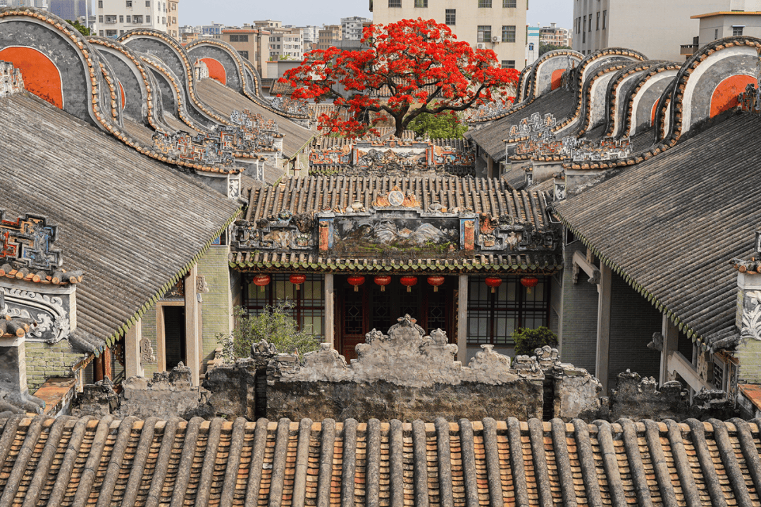 广州这个地方的凤凰花火了,搭配岭南建筑镬耳屋,真是绝了!