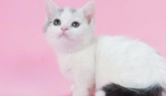 3,矮脚猫不知道它们有没有见过这样的小猫,它们也被称为小短腿猫,和