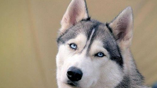 二哈别看它们长得是很逗比,其实它们还是有自己的性格的,不是开心就