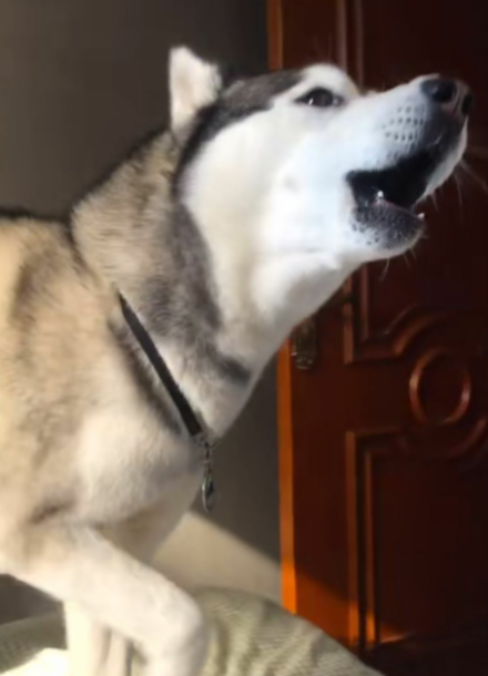 今天要说的是一条网红二哈,主人给它起了个名叫哈