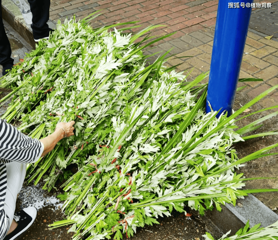 这植物有芳香,古人称之为"纯阳之草",端午节必备植物,农民朋友要了解!