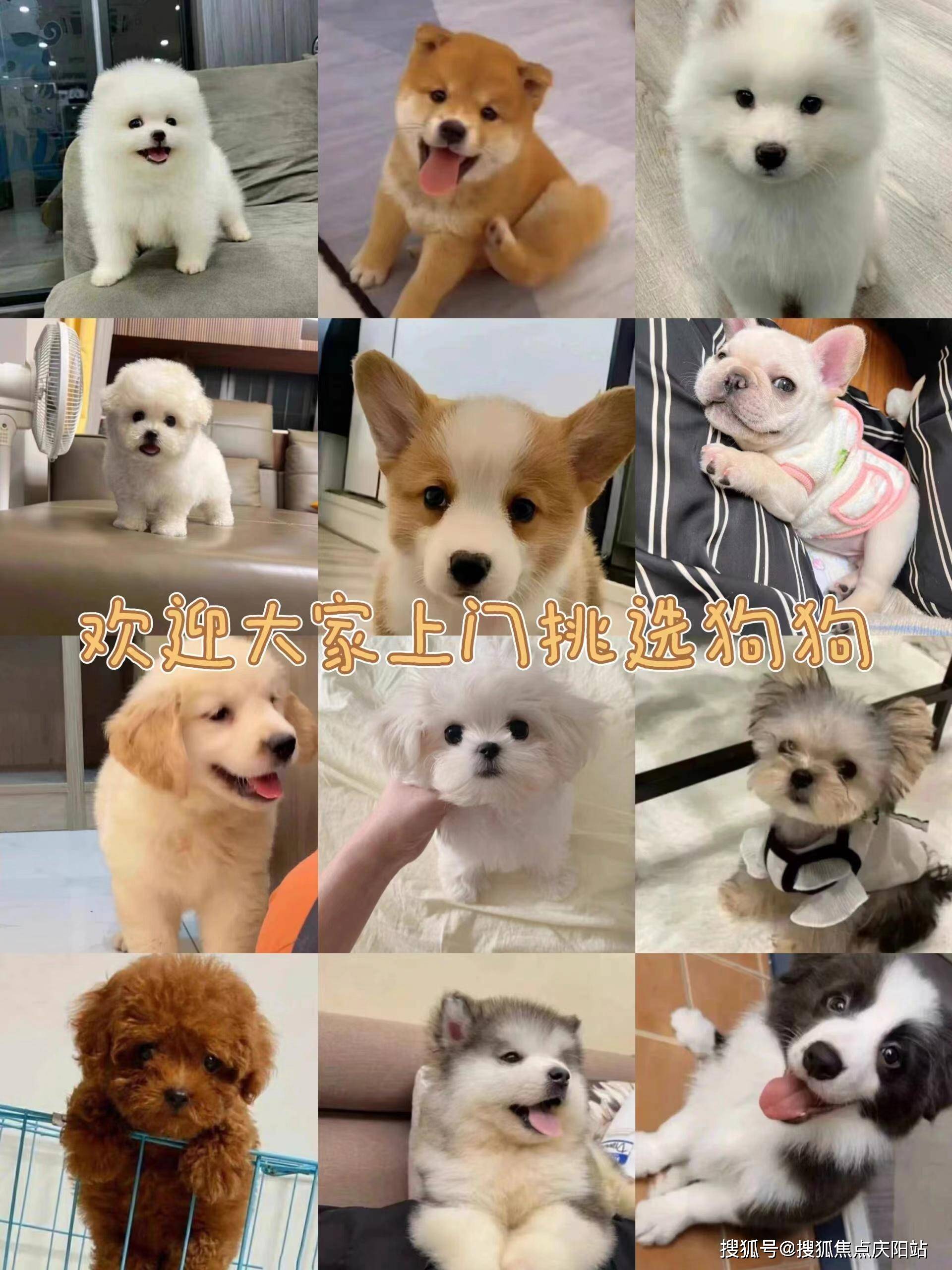 赣州哪里有卖宠物猫狗的地方,赣州买宠物这里可以线下实体店挑选宠物!